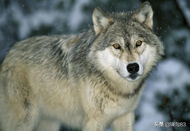 狼道讲的是什么（狼道讲的是什么适合什么人看）