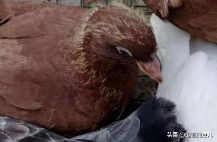 十大暴利养殖_十大暴利养殖项目养黑山羊